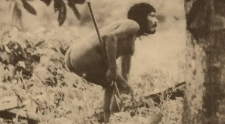 Adulto Avá Canoeiro na mata