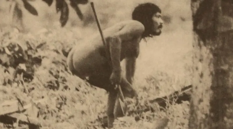 Adulto Avá Canoeiro na mata