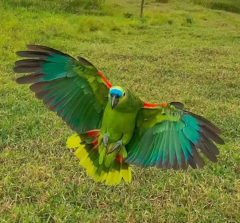 papagaio de estimação da cachoeira do papagio