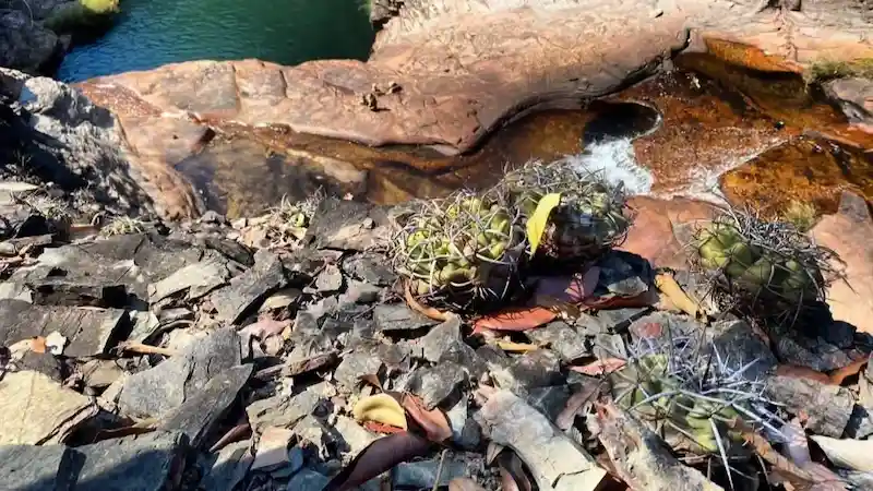 paraíso dos cactos, em São João d'Aliança - Chapada dos Veadeiros