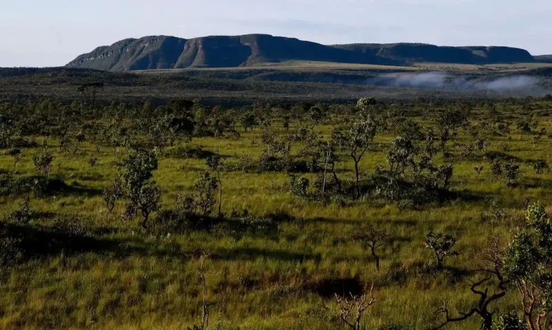 Pastagem natural no Vão do Paranã, região da Chapada dos Veadrios