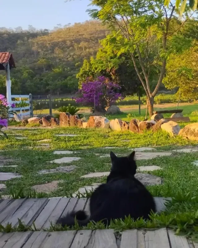 Eco Pousada Terra Betânia, São João d'aliança, gato doméstico na entrada