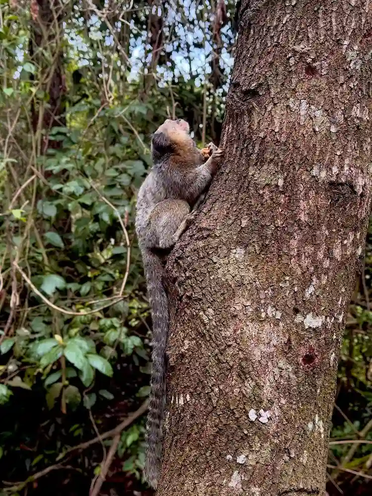 mico nativo que sempre visita a pousada rural chik